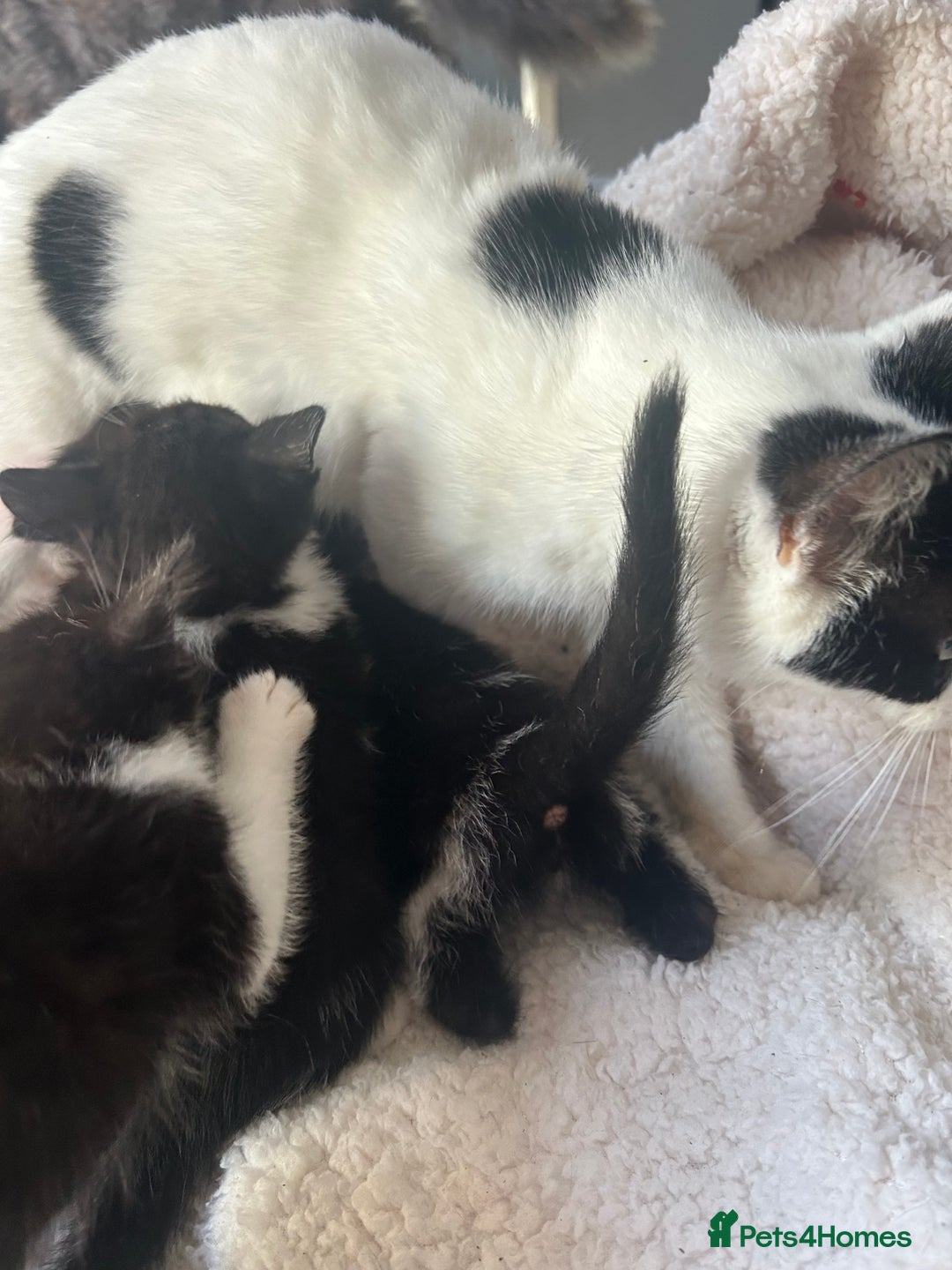 Mixed Breed cats for sale: Kittens for sale - Image 5