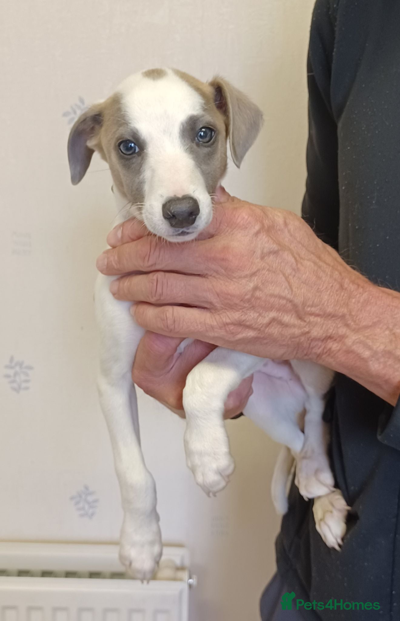 Whippet dogs Whippet Puppies- Ready now - LAST ONE - Advert 2