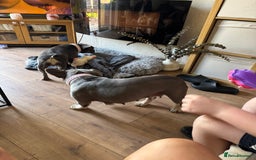 French Bulldog dogs for sale: Looking to Rehome My 2 French Bulldogs - Image 8