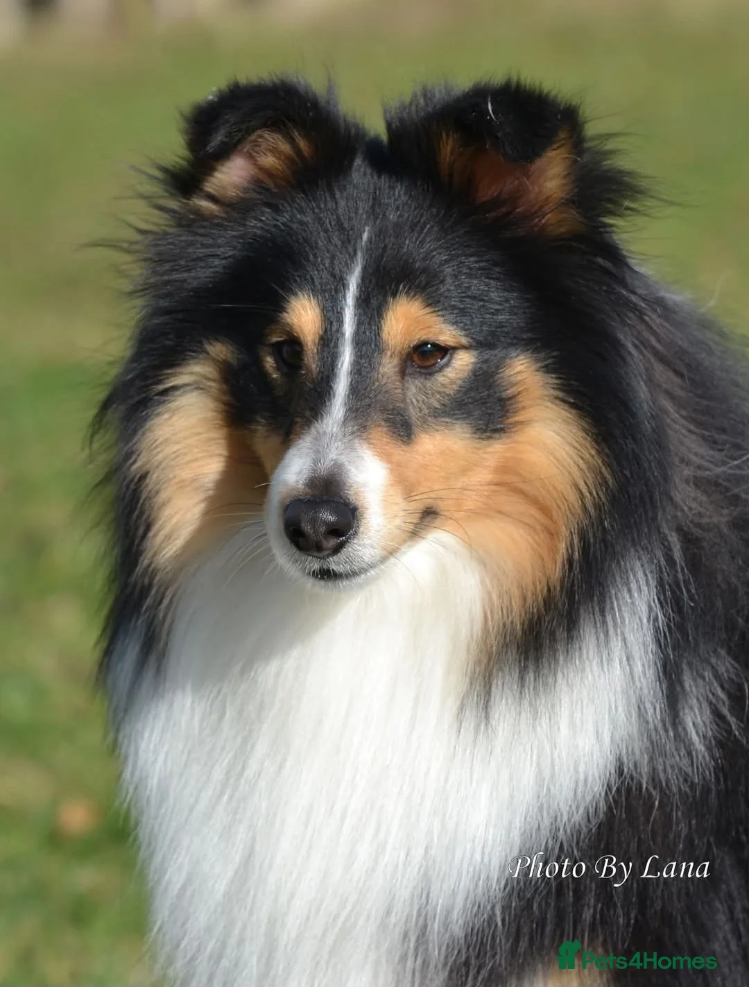 Shetland Sheepdog dogs for sale: 🖤Lovely Tricolour male🖤 - Advert 8