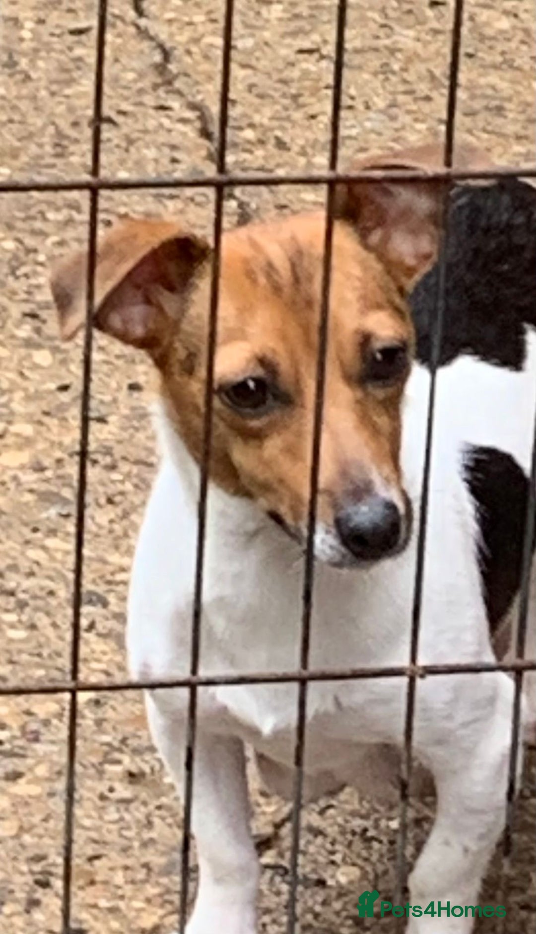 Jack Russell dogs for sale: Exceptional litter of miniature Jack RussellS - Image 28