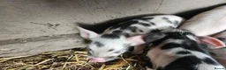 Pig livestock for sale: Kunekune full breed piglets  - Advert 7