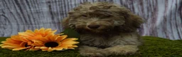 Cockapoo dogs for sale: Health tested Choc, sable & phantoms cockapoos  - Advert 21
