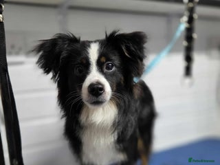Mixed Breed dogs Rehoming mini australian shepherd - Advert 1