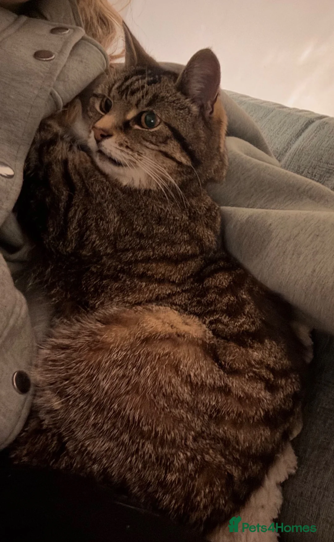 Mixed Breed cats for sale: Daisy - Advert 2
