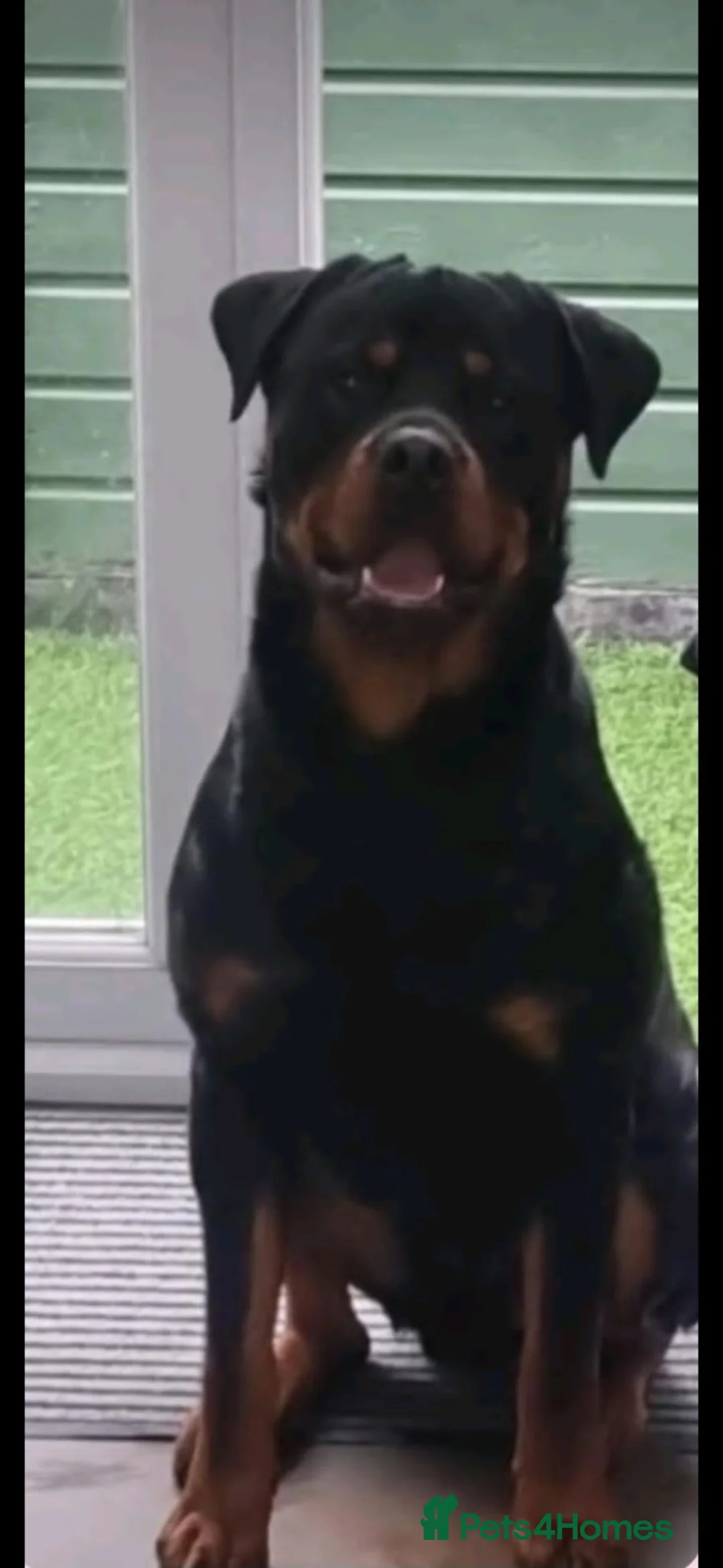 German Shepherd dogs for sale: German shepherd puppies  - Advert 5