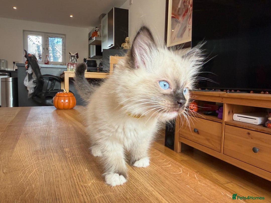 Ragdoll cats for sale: Ragdoll Kittens for Sale - Image 17