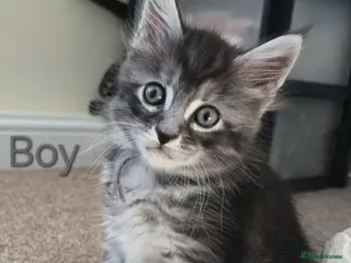 Maine Coon cats 3 Maine Coon kittens. - Advert 1
