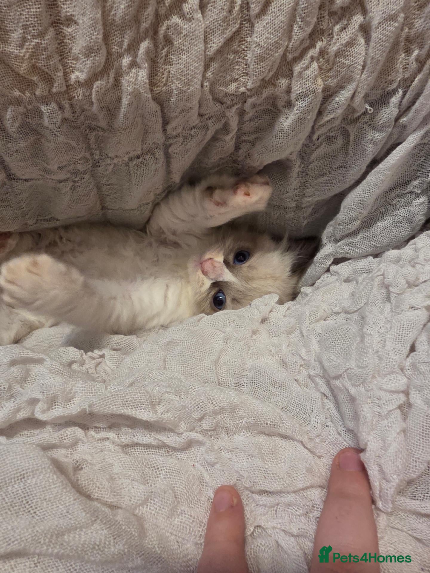 Ragdoll cats for sale: 🩵 6 Beautiful pure ragdolls 🩷 - Advert 1