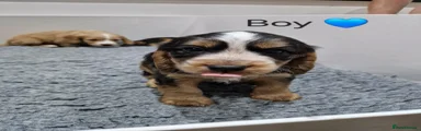 Cocker Spaniel 1
