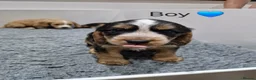 Cocker Spaniel dogs for sale: Cocker Spaniel Puppies in Hull - Advert 3