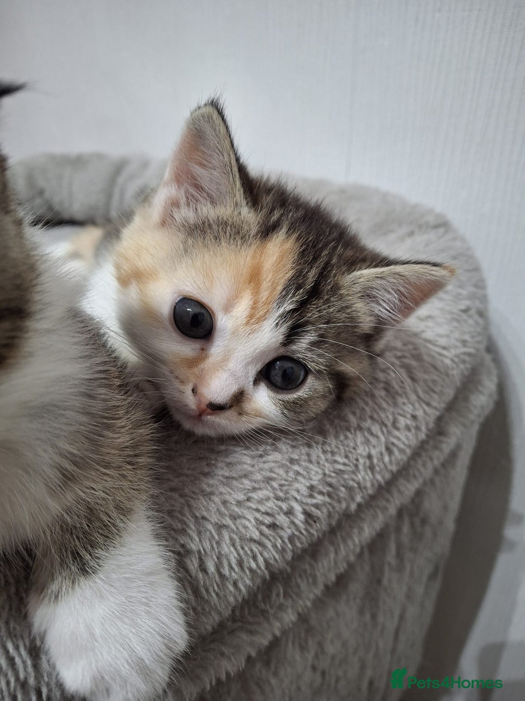 Scottish Fold cats for sale: Scottish fold - Advert 6