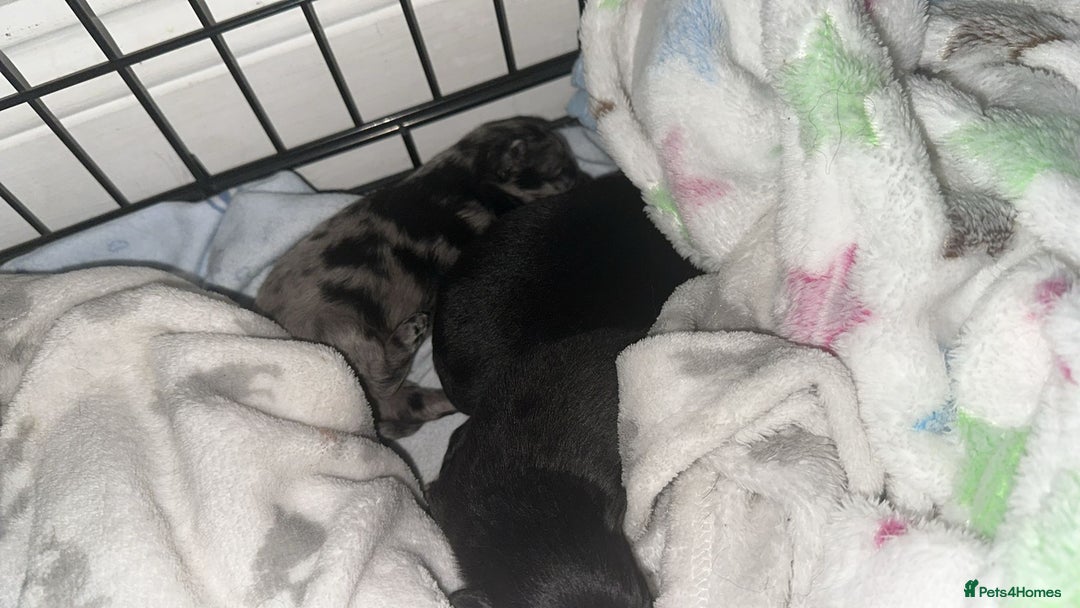 Pomeranian dogs for sale: One time only purebreed pom pups (blue merle gene) - Advert 6