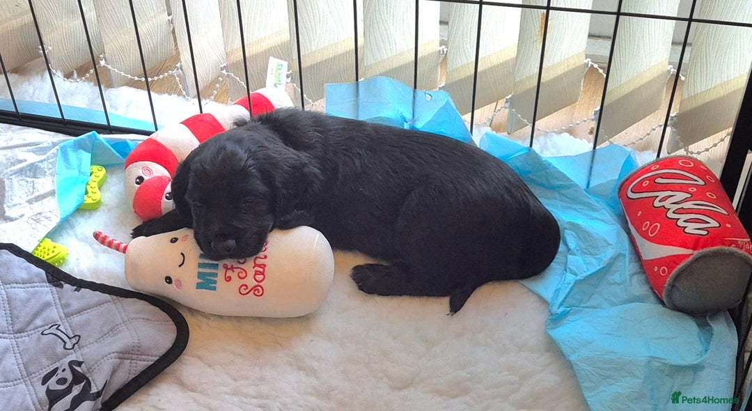 Cocker Spaniel dogs for sale: Stunning Working Cocker Spaniels - Advert 6