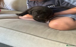 Labrador Retriever dogs for sale: Black labradors  - Image 14