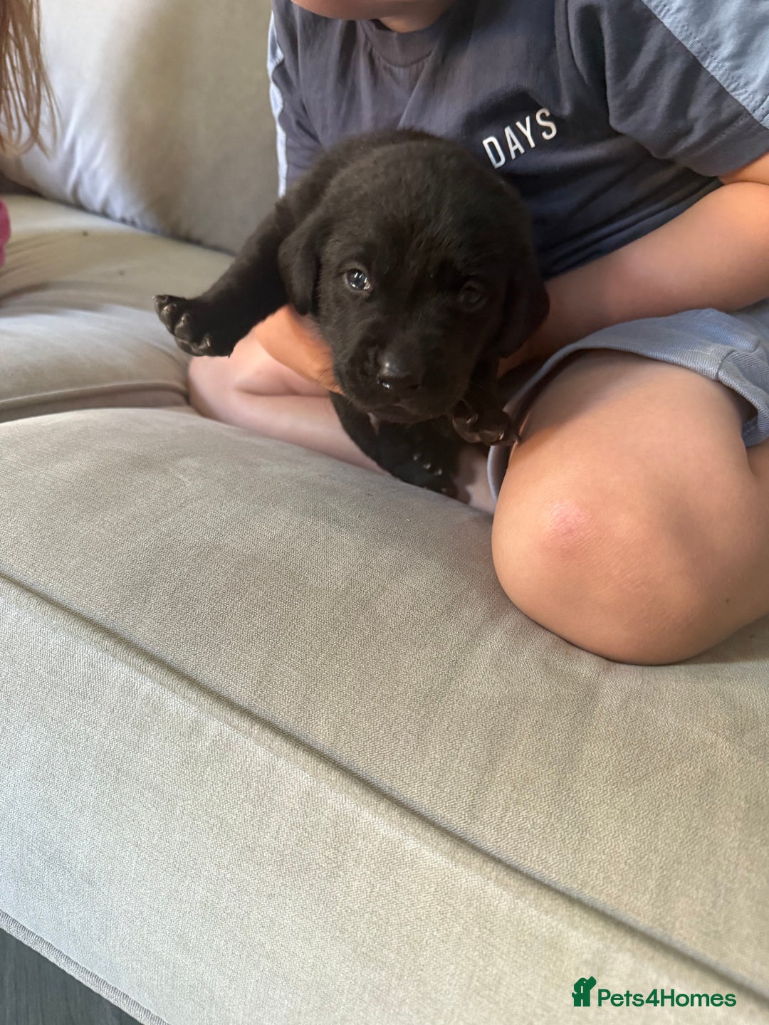 Labrador Retriever dogs for sale: Black labradors  - Image 14
