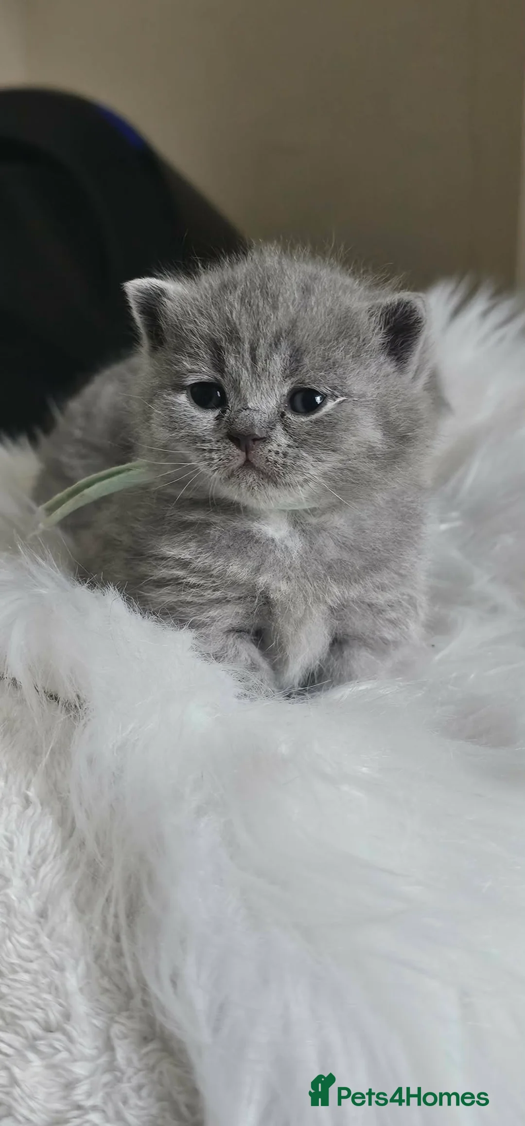 British Shorthair cats for sale: LAST BOY BSH Champion Bloodline GCCF - Advert 27