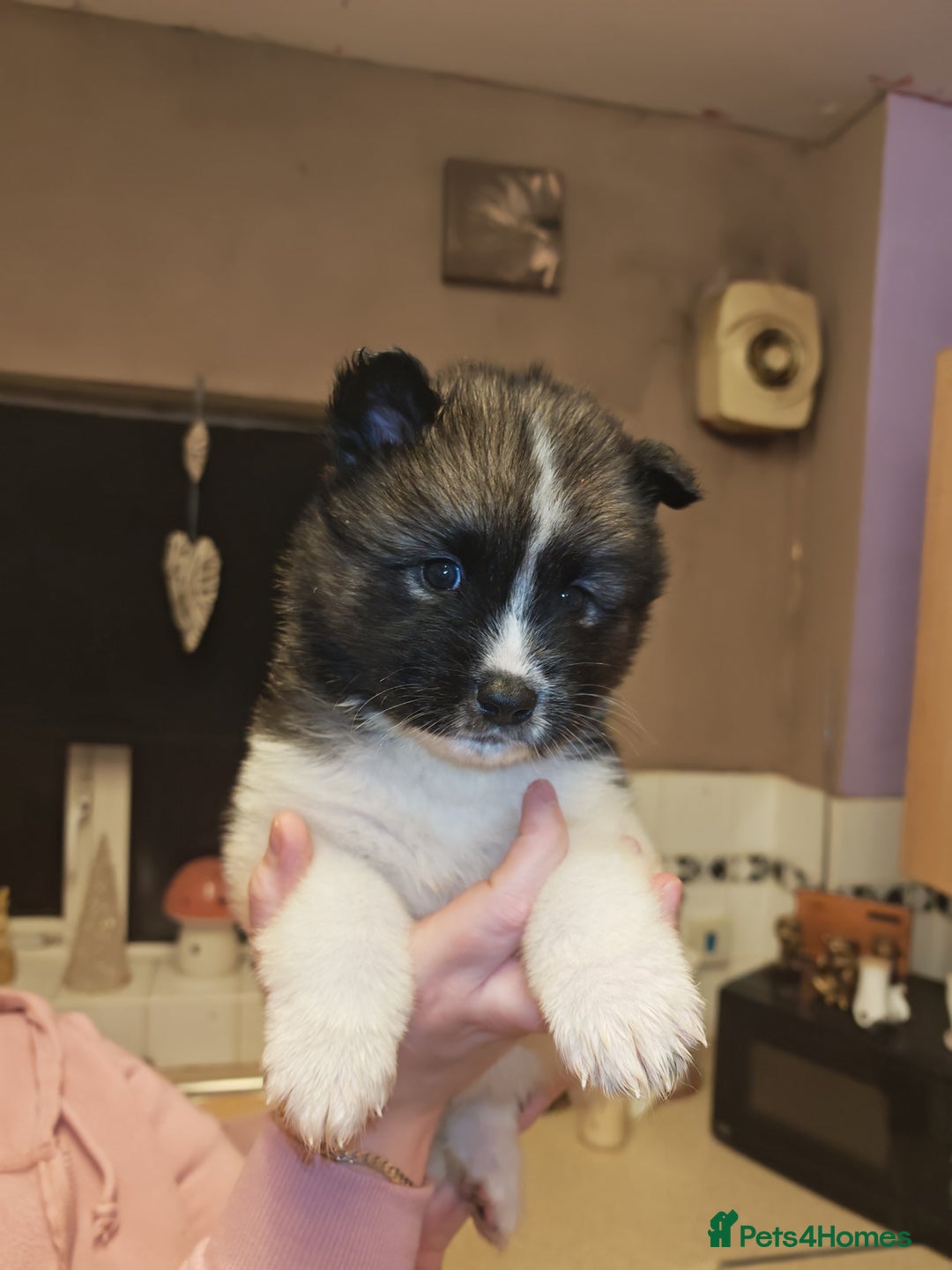 Akita dogs for sale: Akita puppys ready now  - Advert 28
