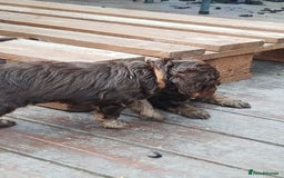 Cockapoo dogs for sale: Stunning cockapoo puppies  - Image 25