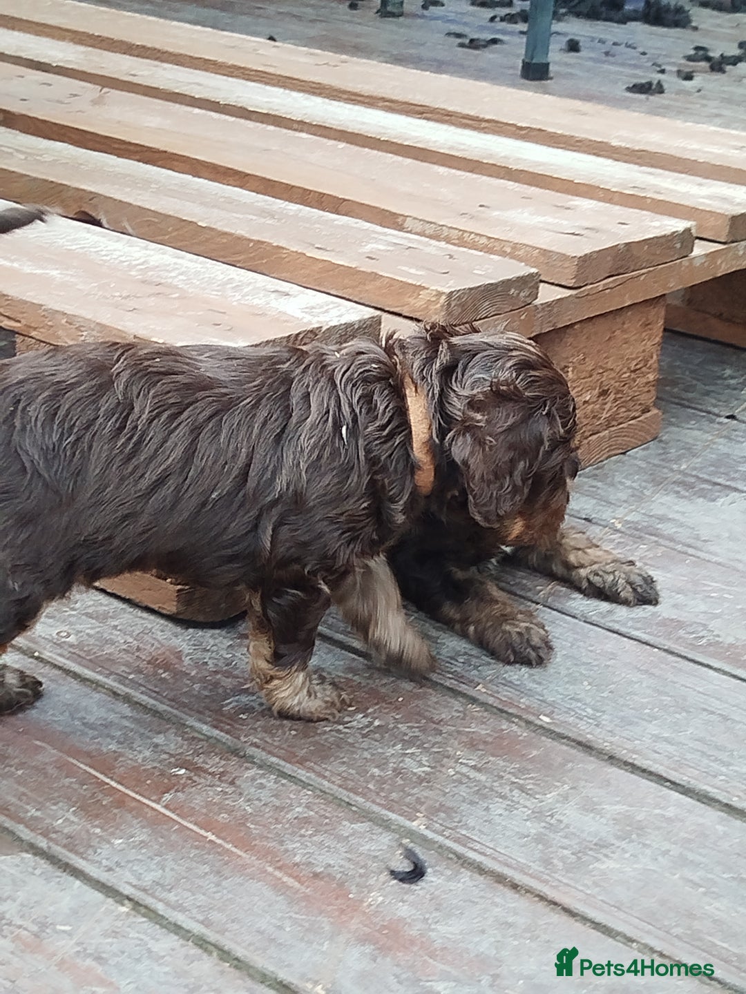 Cockapoo dogs for sale: Stunning cockapoo puppies  - Image 25