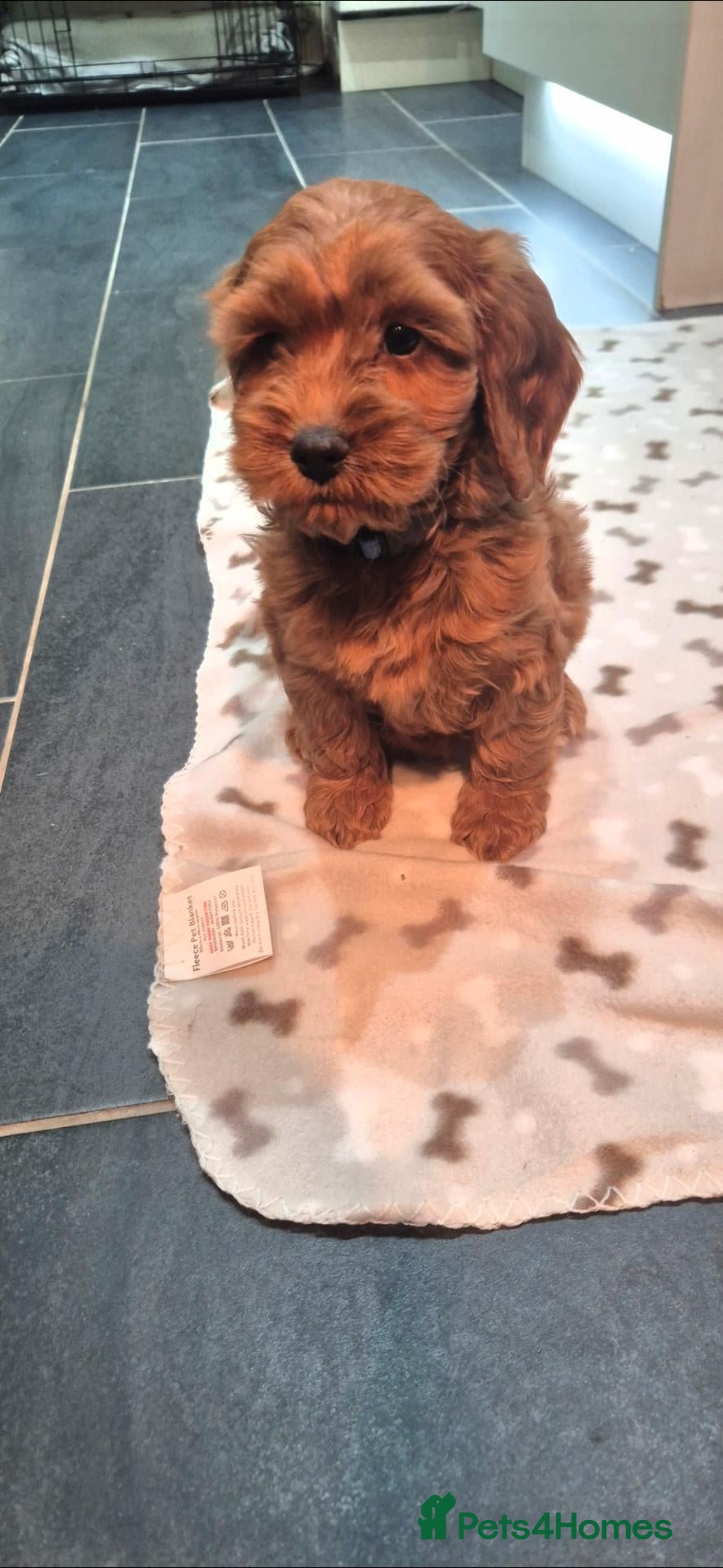 Cockapoo dogs for sale: F1  EXTENSIVELY HEALTH TESTED SHOW cockerpoos - Advert 1