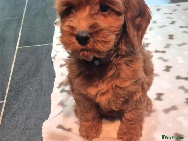 Cockapoo dogs for sale: F1 EXTENSIVELY HEALTH TESTED SHOW cockerpoos - Advert 1