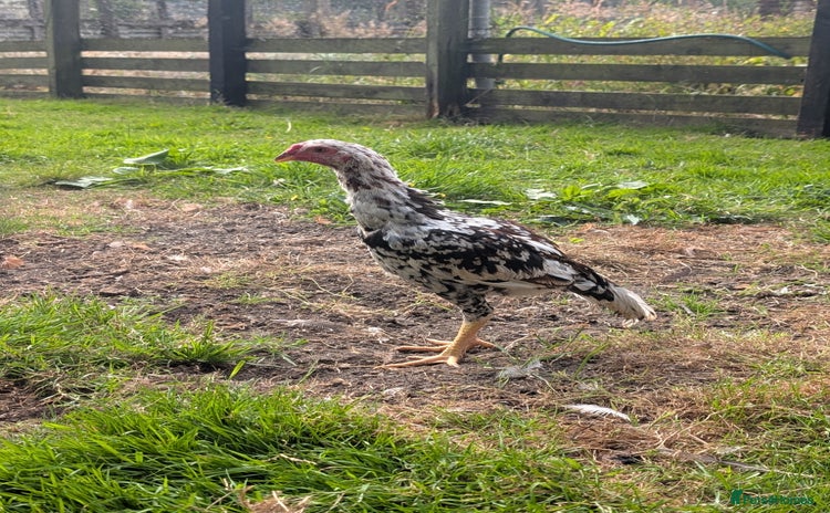 Chickens poultry - Advert 3