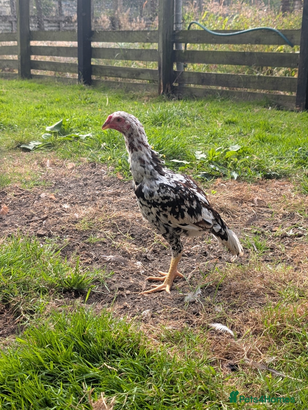 Chickens poultry for sale: Aseel pair for sale  - Image 1