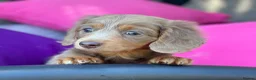Miniature Dachshund dogs for stud: Award winning breeder-KC lilac/Isabella longcoat - Advert 5