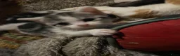 Mixed Breed cats for sale: Beautiful dog friendly kittens  - Advert 15