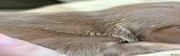 Miniature Dachshund dogs for sale: 🐾 STUNNING DNA TEST MINIATURE DACHSHUND PUPPIES  - Advert 17