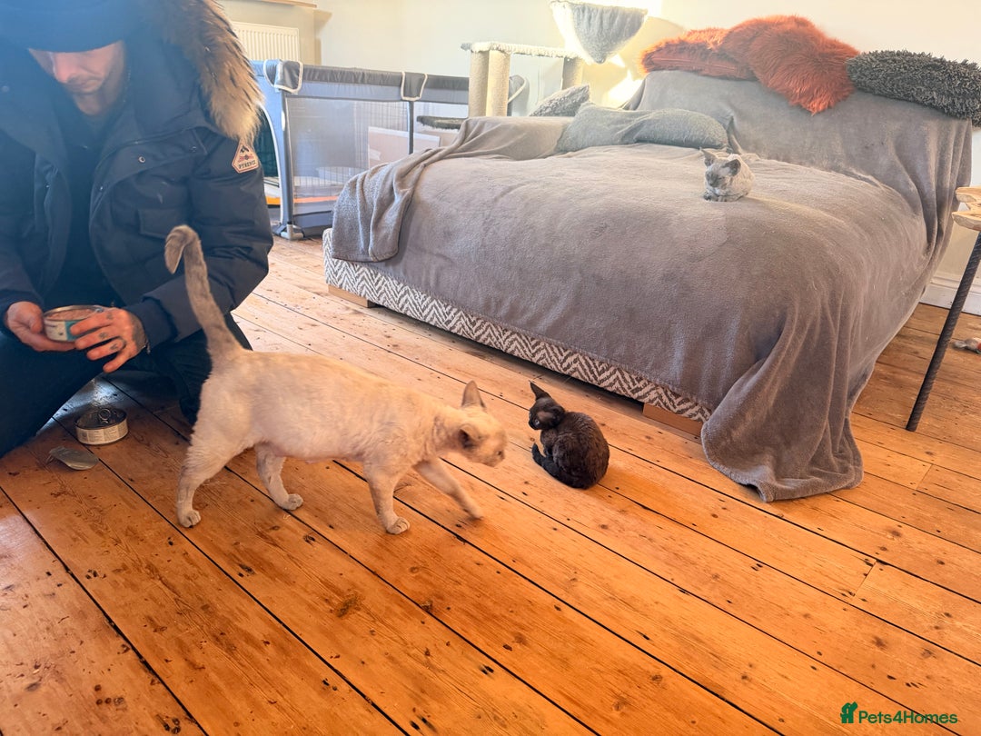 Devon Rex cats for sale: 3 gorgeous Devon Rex kittens - Advert 6