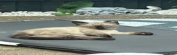 Siamese cats for sale: 2 beautiful kittens for sale a mixed breed  in London - Advert 6