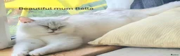 British Longhair cats for sale: Most Beautiful British Longhair Kittens - Advert 15