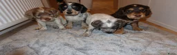 Cocker Spaniel dogs for sale: Cocker spaniel puppies tri - Advert 1