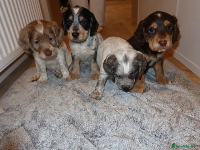 Cocker Spaniel dogs for sale: Cocker spaniel puppies tri - Advert 2