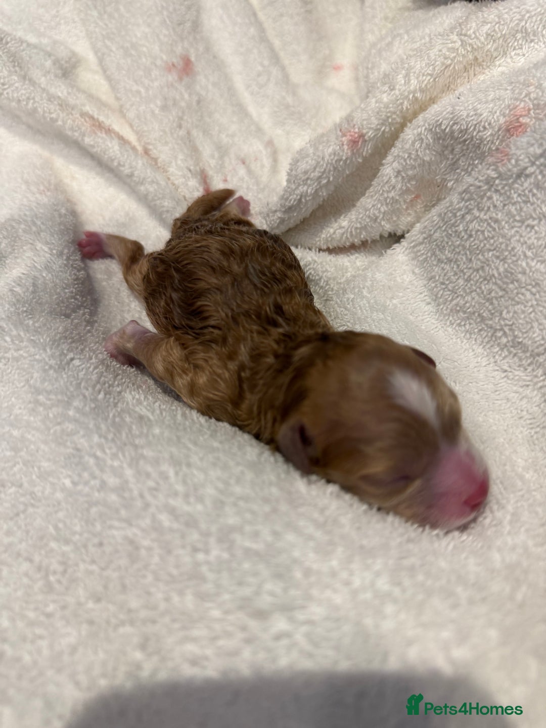 Maltipoo dogs for sale: Rare maltipoo puppies please read description  - Advert 6