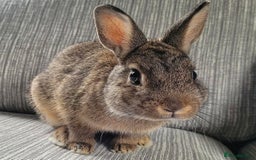 Netherland Dwarf rabbits for sale: Bonded pair of Netherlands dwarfs  - Image 2