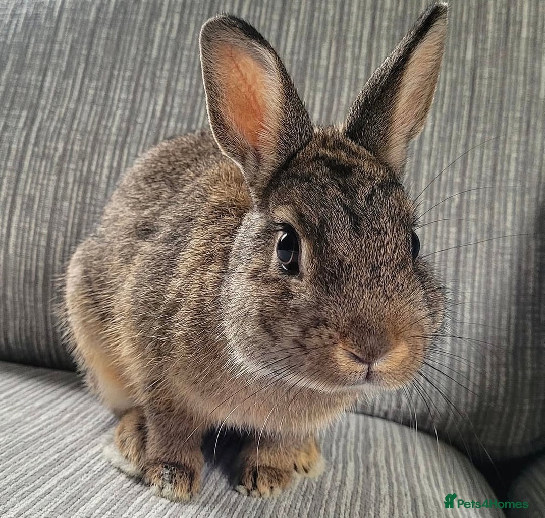 Netherland Dwarf rabbits for sale: Bonded pair of Netherlands dwarfs  - Image 2