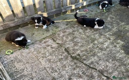 Border Collie dogs for sale: Border Collie puppies  - Image 16