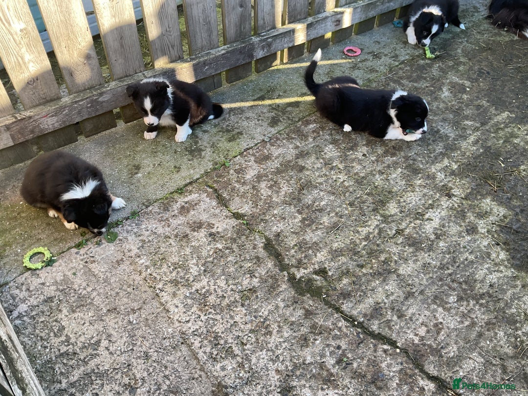 Border Collie dogs for sale: Border Collie puppies  - Image 16