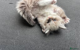 Ragdoll cats for sale: Ragdoll kittens - Image 24