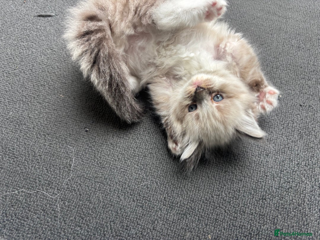 Ragdoll cats for sale: Ragdoll kittens - Image 24