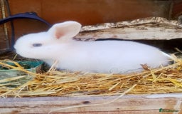 Dwarf Lop rabbits for sale: Breeding pair  - Image 1