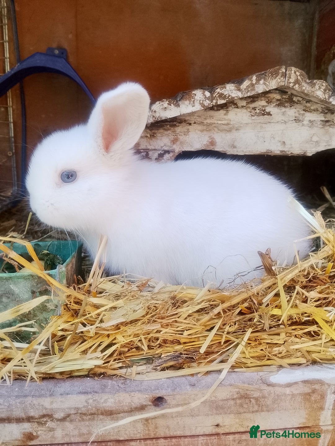 Dwarf Lop rabbits for sale: Breeding pair  - Image 1