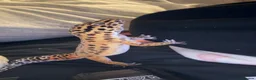 Leopard Gecko reptiles for sale:  Leopard Gecko in Rotherham - Advert 3