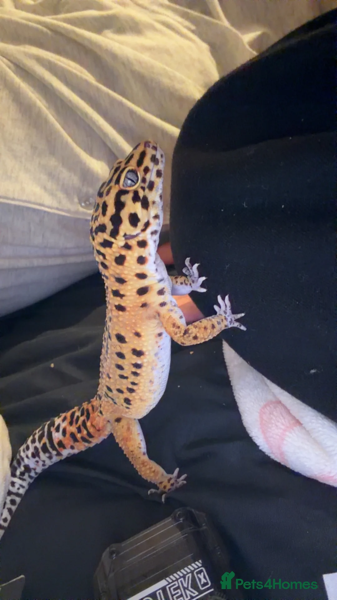 Leopard Gecko reptiles for sale:  Leopard Gecko in Rotherham - Advert 3