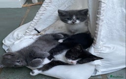 Ragdoll cats for sale: Ragdoll X Kittens for Loving Forever Homes - Image 25