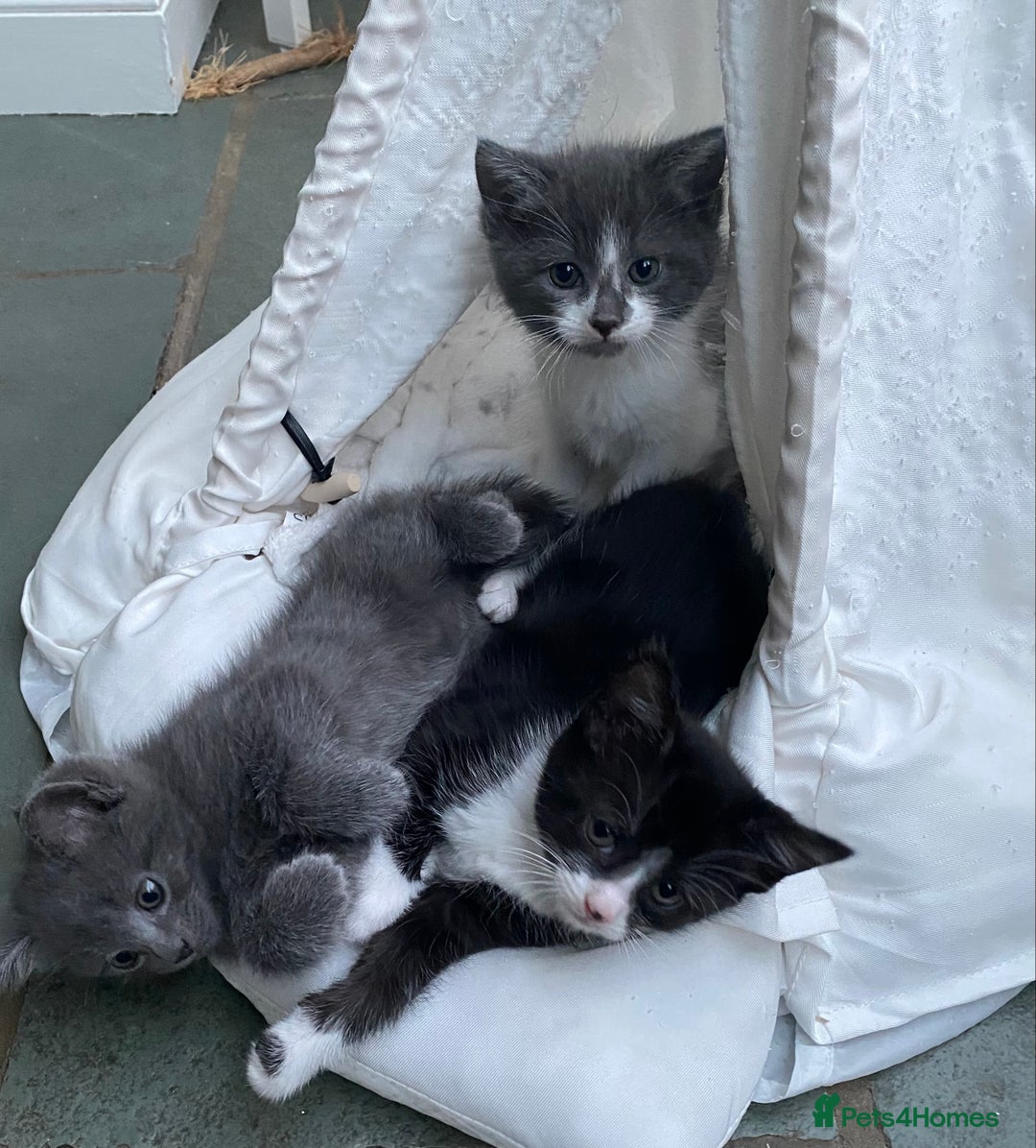 Ragdoll cats for sale: Ragdoll X Kittens for Loving Forever Homes - Image 25