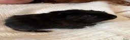 Guinea Pig rodents for sale: Baby guinea pigs for sale  - Advert 5